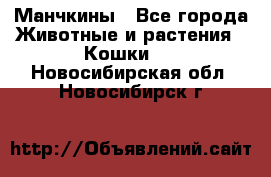 Манчкины - Все города Животные и растения » Кошки   . Новосибирская обл.,Новосибирск г.